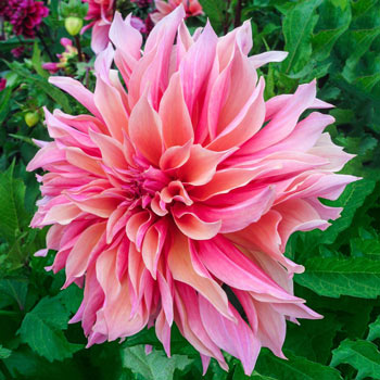 Enormous Dinnerplate Dahlias | Save up to 75% | Breck's