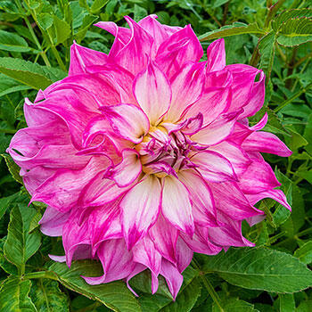 Colorado Classic Dahlia