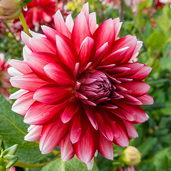 Jowey Morris Dahlia