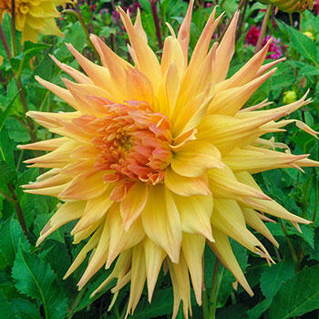 Penhill Autumn Shade Dahlia