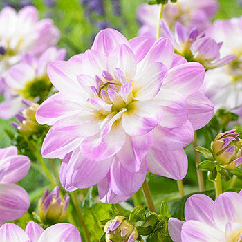 Twilight Time Dahlia
