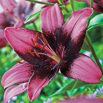 Purple Eye Lily