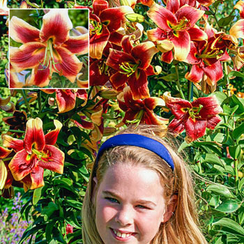 Debby Lily Tree<sup>®</sup>