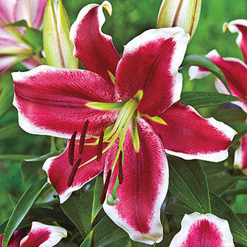 Lifestyle Lily Tree | Breck's