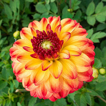 Kasagi Dahlia