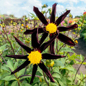 Verrone's Obsidian Dahlia