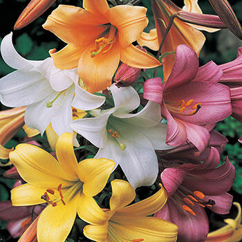 Trumpet Lily Mixture