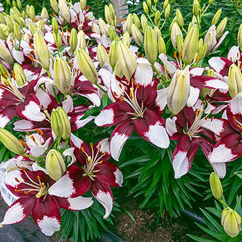 Tiny Padhye Carpet Border Lily<sup>™</sup>