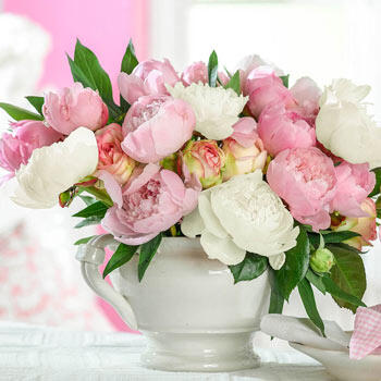 French Blend Peony Mixture