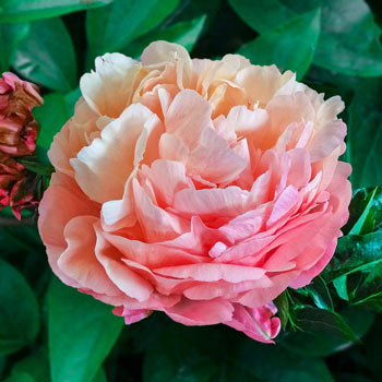 Shop Peony Bulbs For Sale - Plant & Grow Peonies