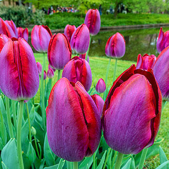 Pittsburg Tulip