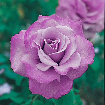 LOVE con Rosa Blu Stabilizzata - Garden Filippi ssa