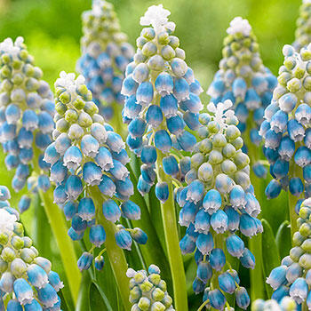 Touch of Snow Grape Hyacinth