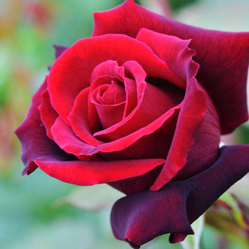 Lasting Love<sup>®</sup> Hybrid Tea Rose