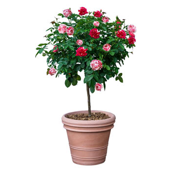 Scentimental<sup>™</sup> Tree Rose