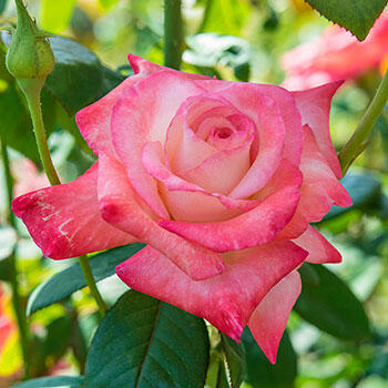 Gemini Hybrid Tea Rose