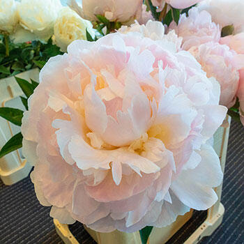 Florence Nicholls Peony