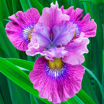 Dinner Plate Japanese Iris Collection