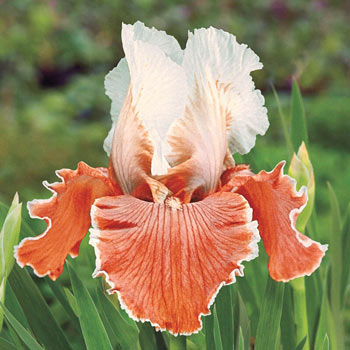 Breck's Blue Victoria Falls Reblooming Iris Perennial Plant in 1-Pack  Bareroot in the Perennials department at