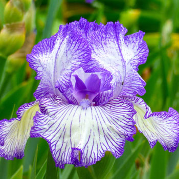 Autumn Circus Colourful Tall Bearded Reblooming Iris