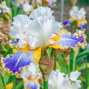 Pewter and Gold Bearded Iris