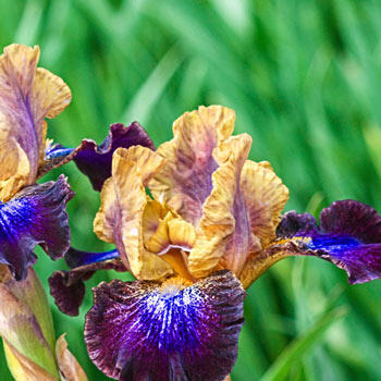 Parting Glances Bearded Iris