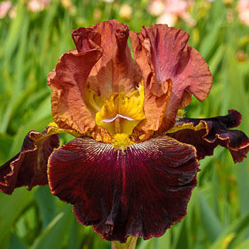 Ancient Airs Bearded Iris | Breck's