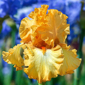 Butterlicious Bearded Iris