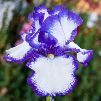 Presby's Crown Jewel Bearded Iris