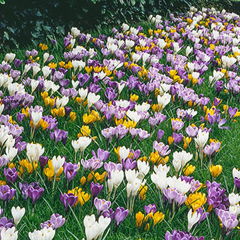 Giant Crocus for Naturalizing