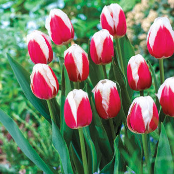 Timeless Tulip