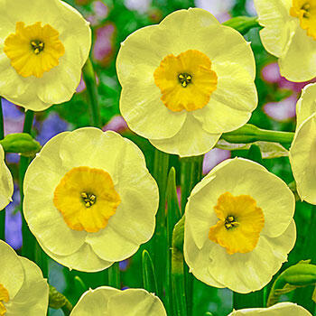 Sun Disc Daffodil
