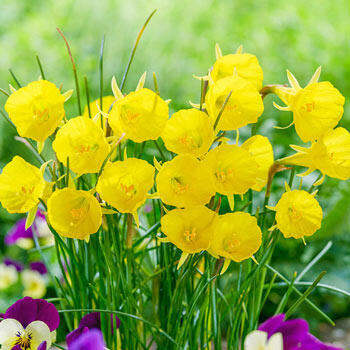 Casual Elegance Daffodil