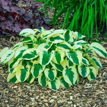 Brim Cup Hosta
