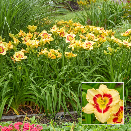 Monterrey Jack Reblooming Daylily