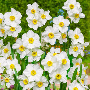 Aspasia Daffodil