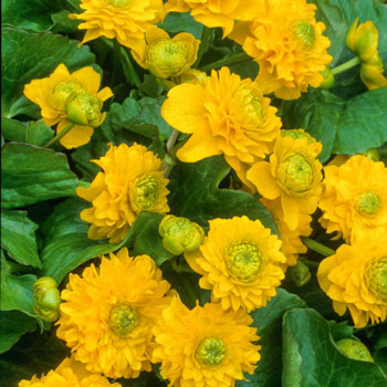 Double Marsh Marigold | Brecks Premium Bulbs