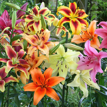 Glow Up Lily Hybrids Mixture