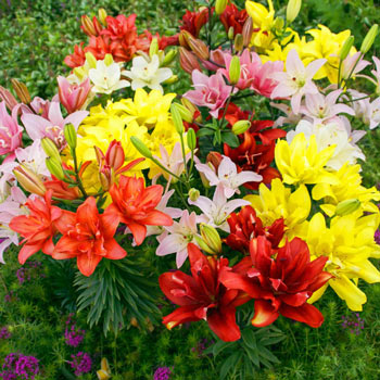 Pollen-Free Double Asiatic Lily Mixture