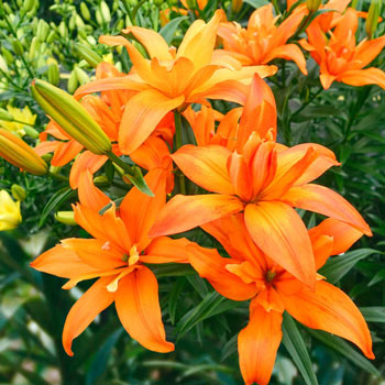 Pollen-Free Scoubidou Double Asiatic Lily