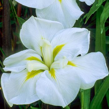 White Ladies Japanese Iris