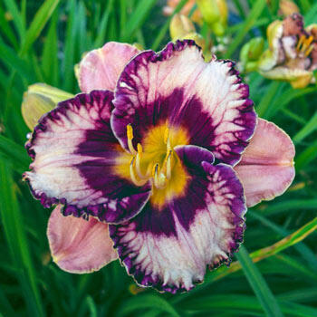 Exotic Treasure Reblooming Daylily