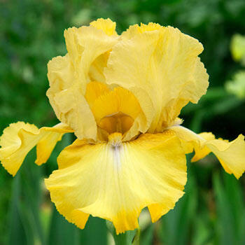Again and Again Reblooming Bearded Iris