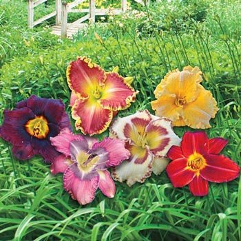 Wow!<sup>®</sup> Reblooming Daylily Blend