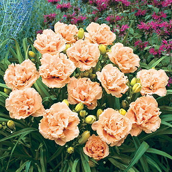 Siloam Peony Display Daylily