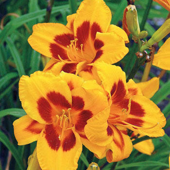 Black-Eyed Susan Reblooming Daylily