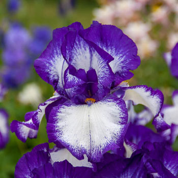 Rare Quality Bearded Iris