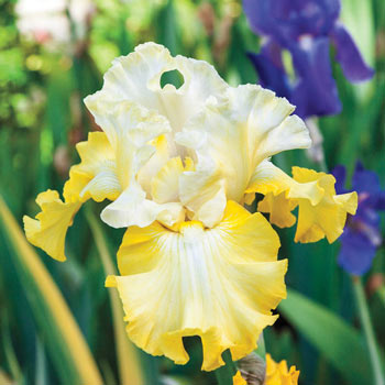 Overjoyed Bearded Iris