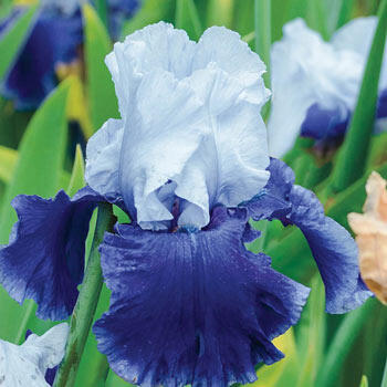 October Sky Reblooming Bearded Iris