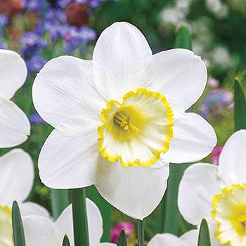 Frosty Snow Daffodil